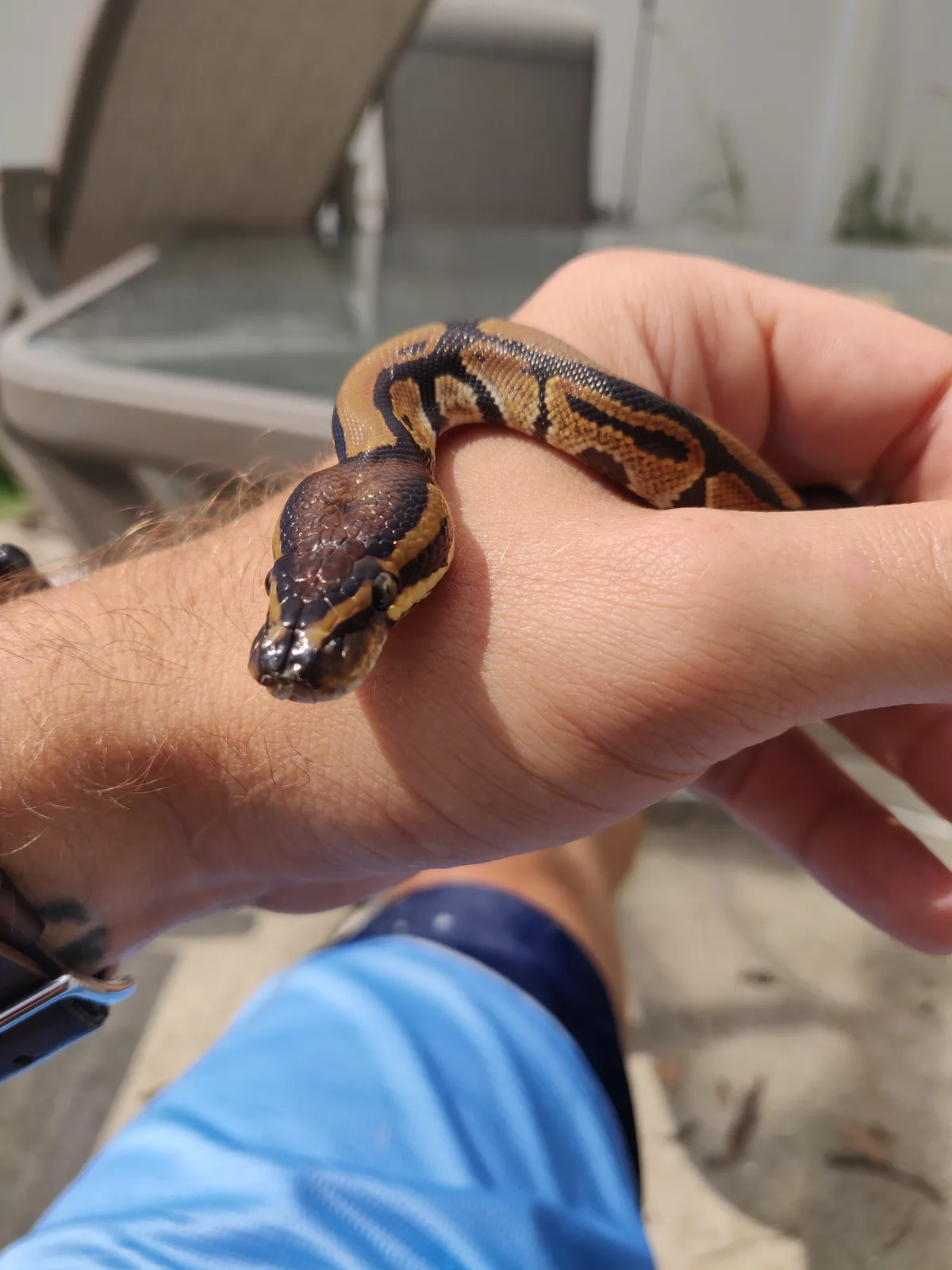 A small patterned snake resting across a hand